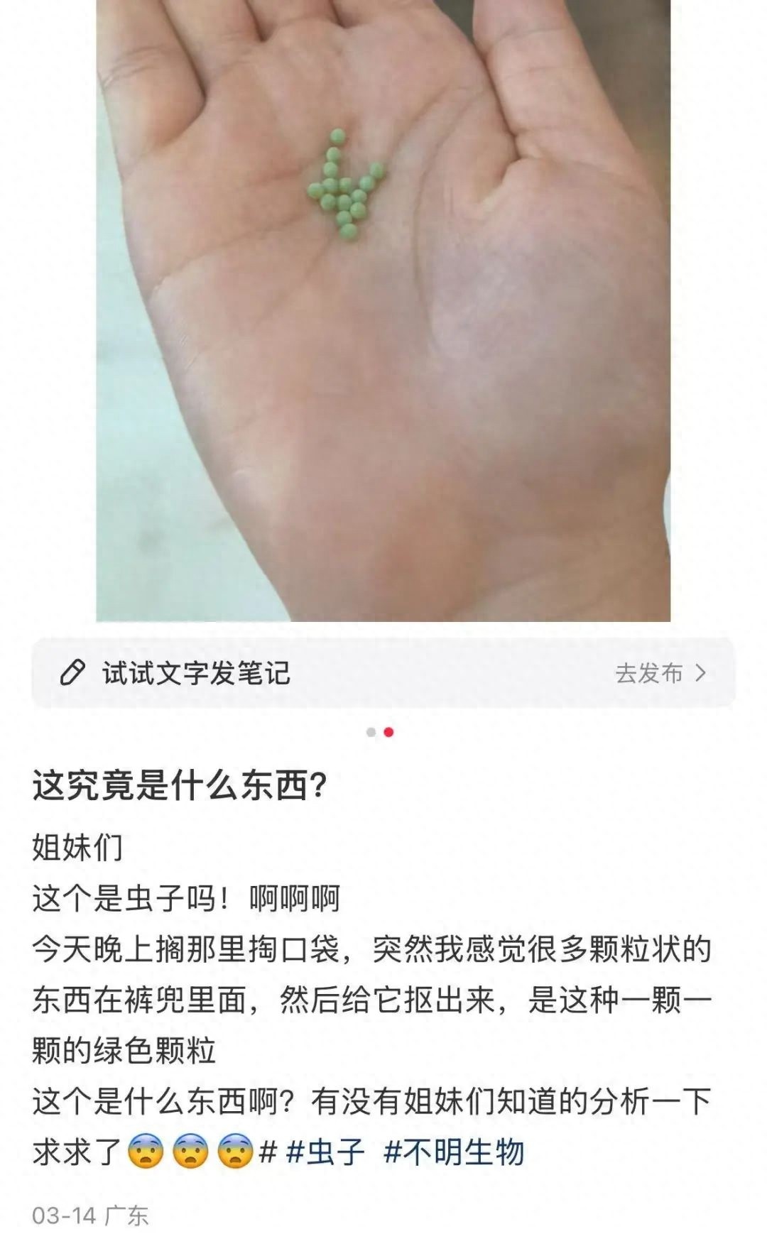 广东网友发现衣服上神秘绿色虫卵，竟是荔枝椿象的阴谋？