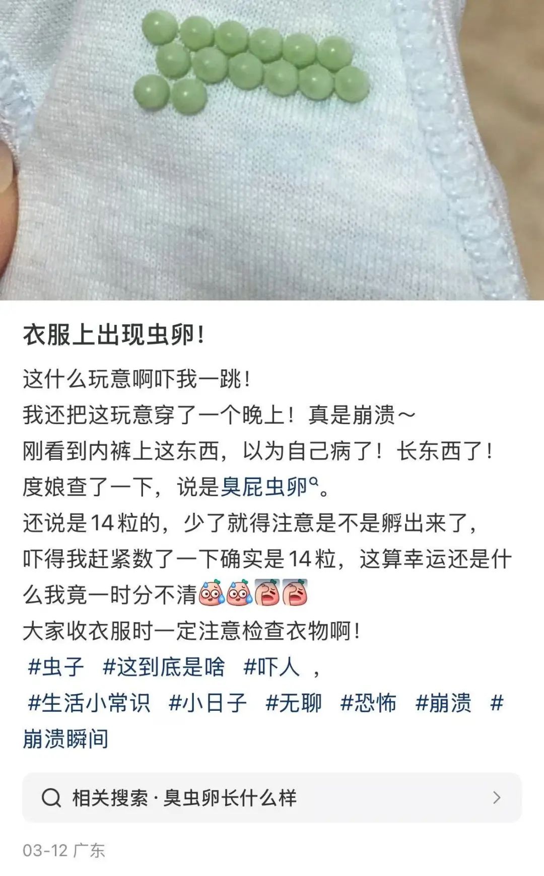广东网友发现衣服上神秘绿色虫卵，竟是荔枝椿象的阴谋？  第2张