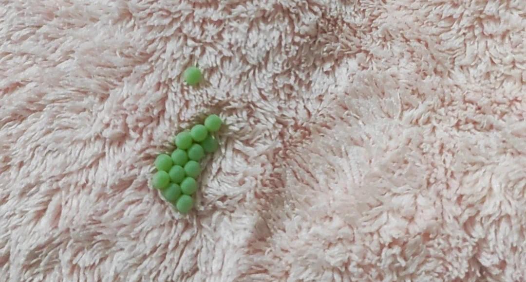 广东网友发现衣服上神秘绿色虫卵，竟是荔枝椿象的阴谋？  第3张