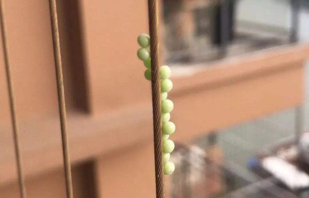 广东网友发现衣服上神秘绿色虫卵，竟是荔枝椿象的阴谋？  第4张
