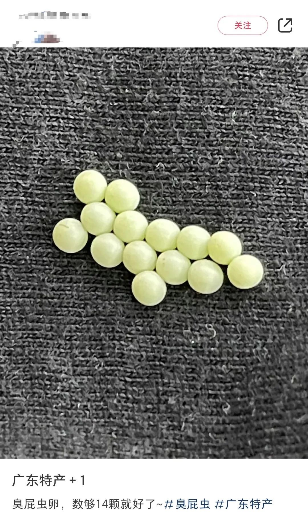 广东网友发现衣服上神秘绿色虫卵，竟是荔枝椿象的阴谋？  第5张