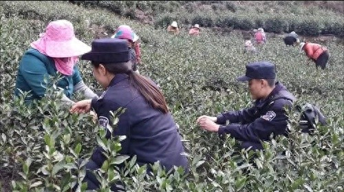 探秘碧口镇：1780亩春茶吐新芽，民警如何守护这片绿色宝藏？