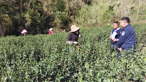 探秘碧口镇：1780亩春茶吐新芽，民警如何守护这片绿色宝藏？  第2张