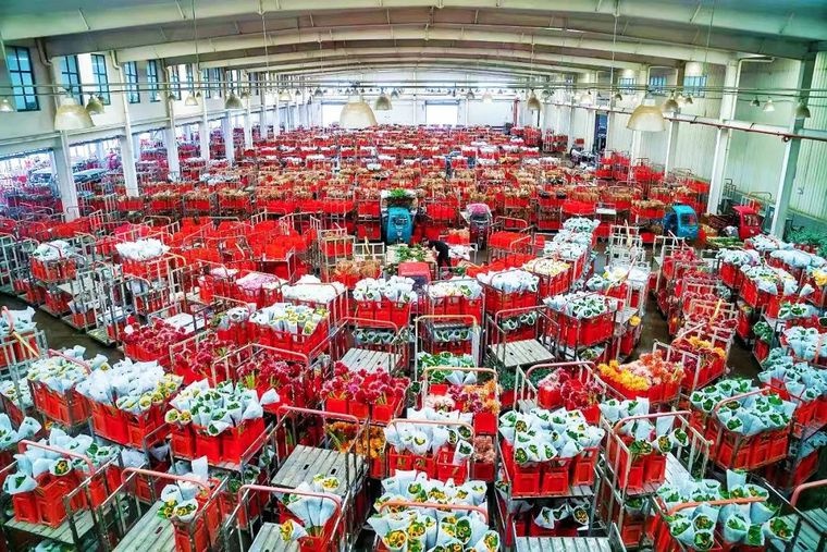 谁曾想到，这片1.43平方公里的土地竟成了亚洲花都的奇迹？  第4张