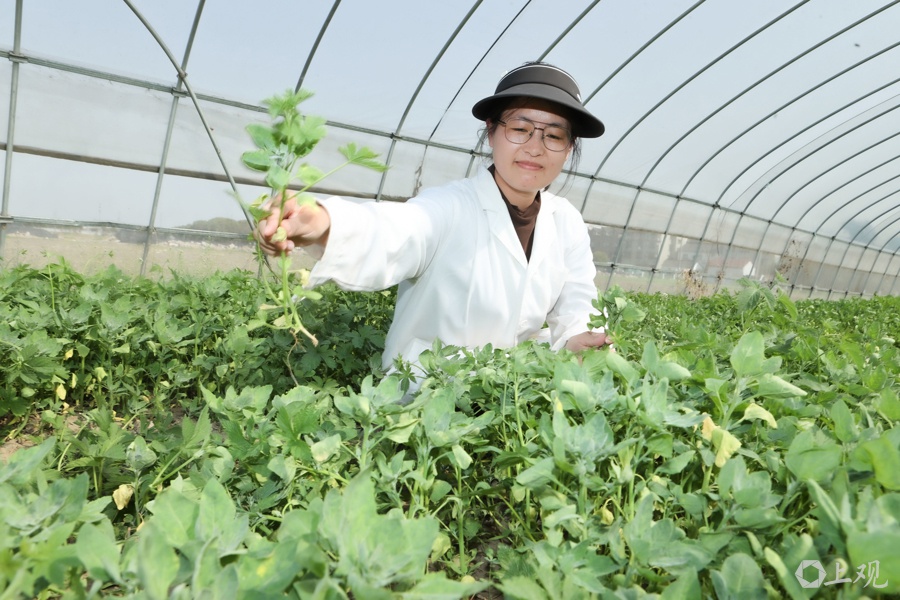 你知道吗？2025年上海餐桌上的新宠——藜菜，竟然有这么多神奇之处  第3张