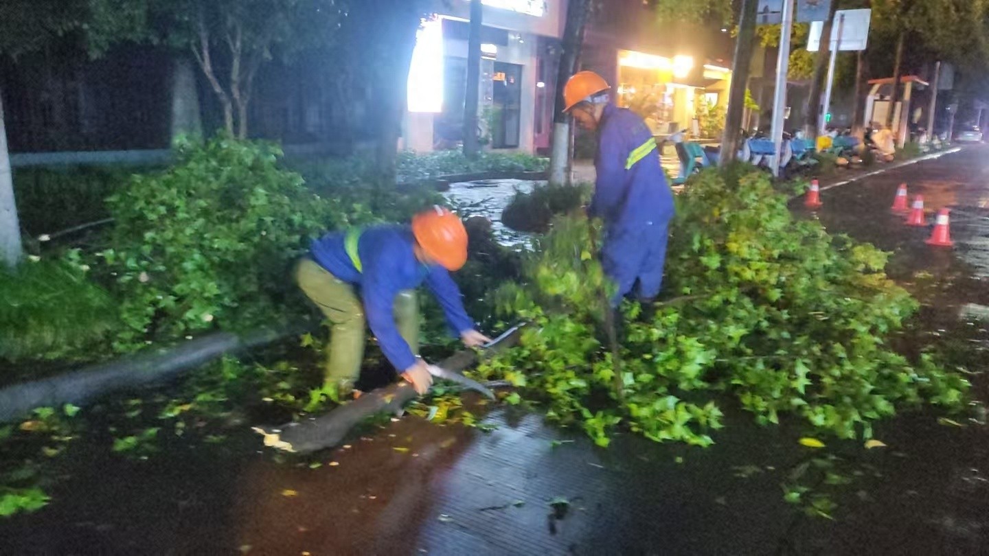 狂风暴雨夜袭市区！74处倒伏树木如何一夜之间被扶正？  第1张