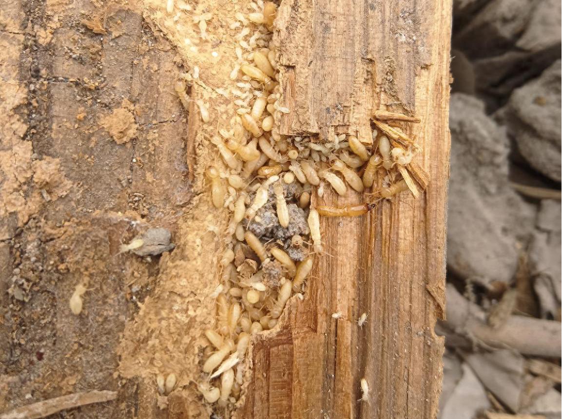 无牙老虎肆虐西街古建筑？龙泉市用黑科技24小时守护文化遗产