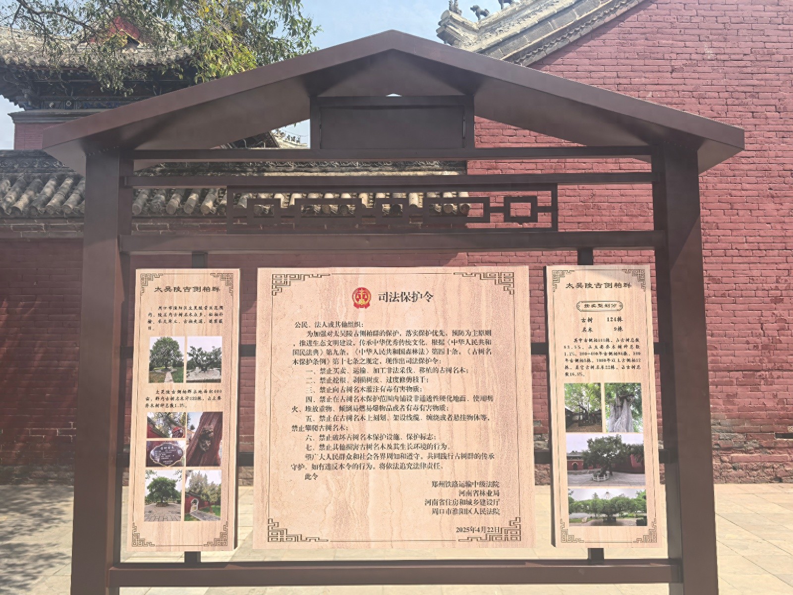 行政+司法双向协同！千年古树如何获得金钟罩般的保护？