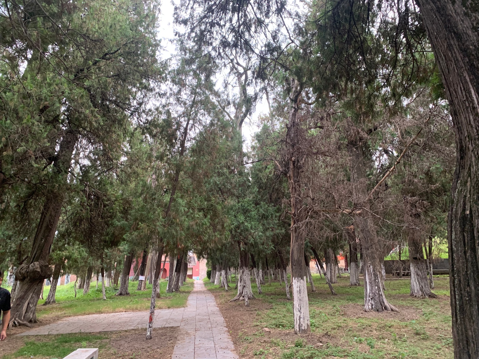 行政+司法双向协同!千年古树如何获得金钟罩般的保护? 第4张 行政+司法双向协同!千年古树如何获得金钟罩般的保护? 第4张