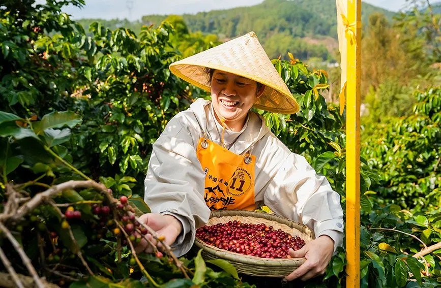 云南咖啡惊艳全球！358%增长背后藏着怎样的海外飘香之路？  第2张