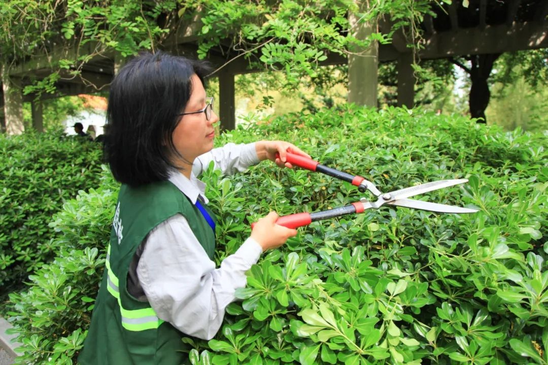 21名园林高手同台竞技，谁将问鼎修剪艺术之巅？  第2张