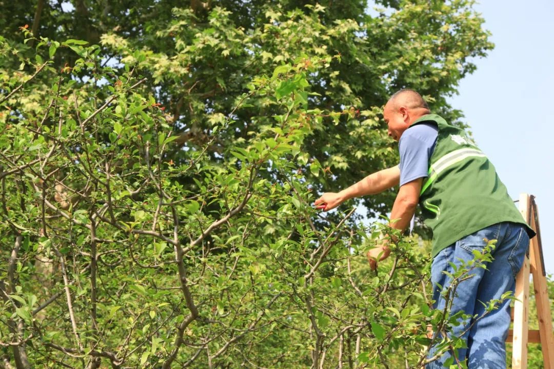 21名园林高手同台竞技，谁将问鼎修剪艺术之巅？  第4张