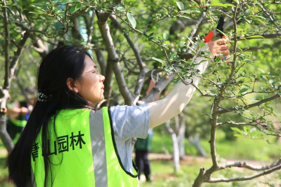 21名园林高手同台竞技，谁将问鼎修剪艺术之巅？  第6张