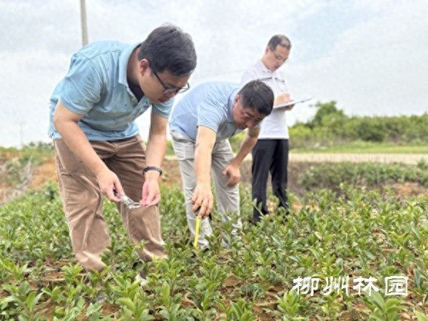 广西林业局突袭检查！鹿寨县林木种苗质量能否经得起考验？  第1张