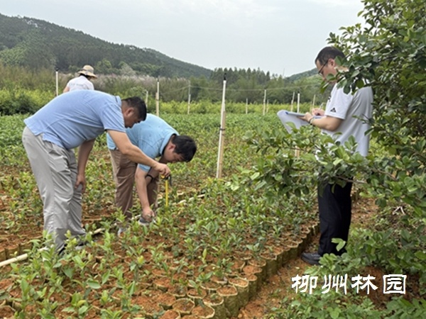广西林业局突袭检查！鹿寨县林木种苗质量能否经得起考验？  第2张