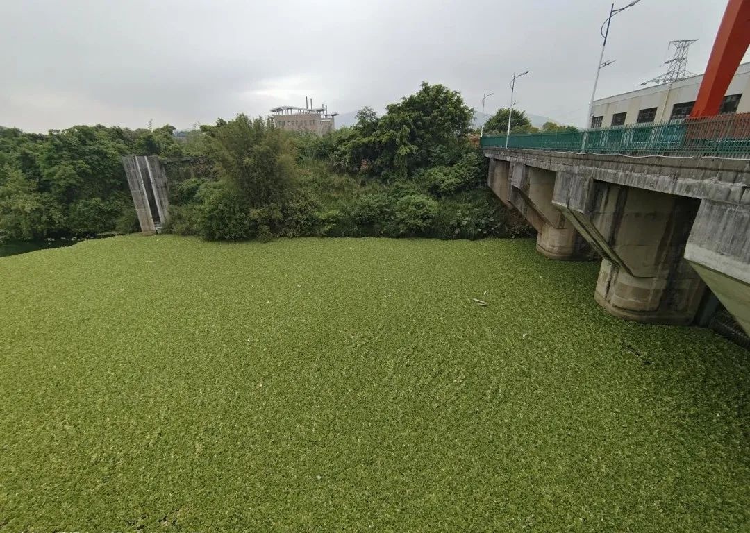 连江西牛航运枢纽遭遇水浮莲危机！他们如何守护碧水蓝天？  第2张