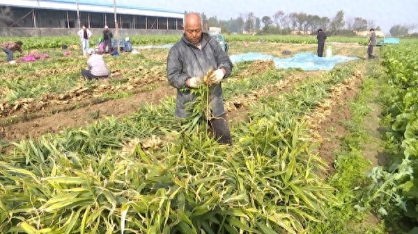 胶州3000亩大姜播种季开启！新技术如何助力丰收？