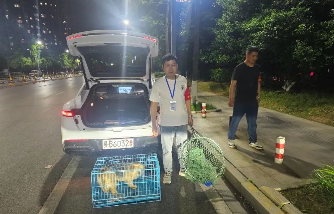 你家狗狗登记办证了吗？文明养犬新风尚，这些责任你做到了吗  第4张