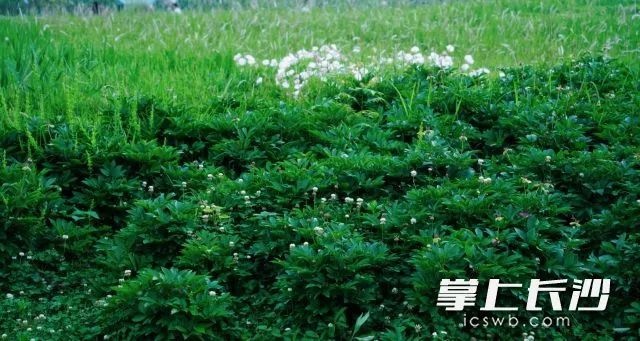 湖南大雾黄色预警！长沙回南天+大雨+降温，你的衣服晒干了吗？  第4张