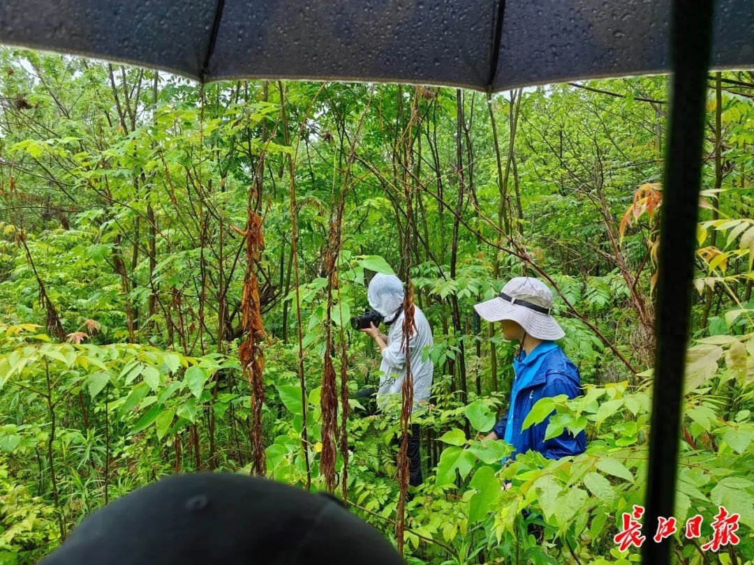 这片河滩竟藏着20余种植物和鸟类！你见过如此神奇的绿野仙踪生态家园吗？  第1张