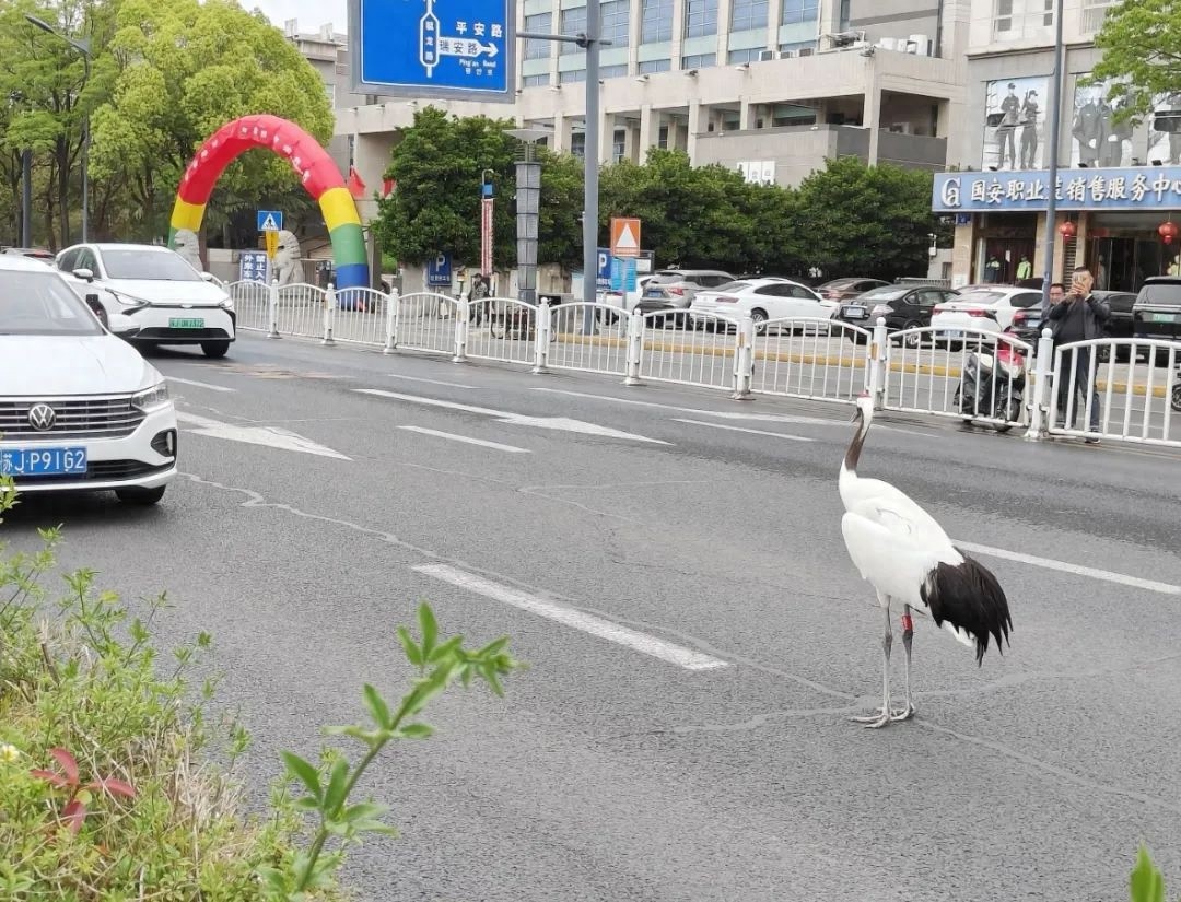 盐城市区惊现5只丹顶鹤！它们为何不惧人类，悠然漫步街头？