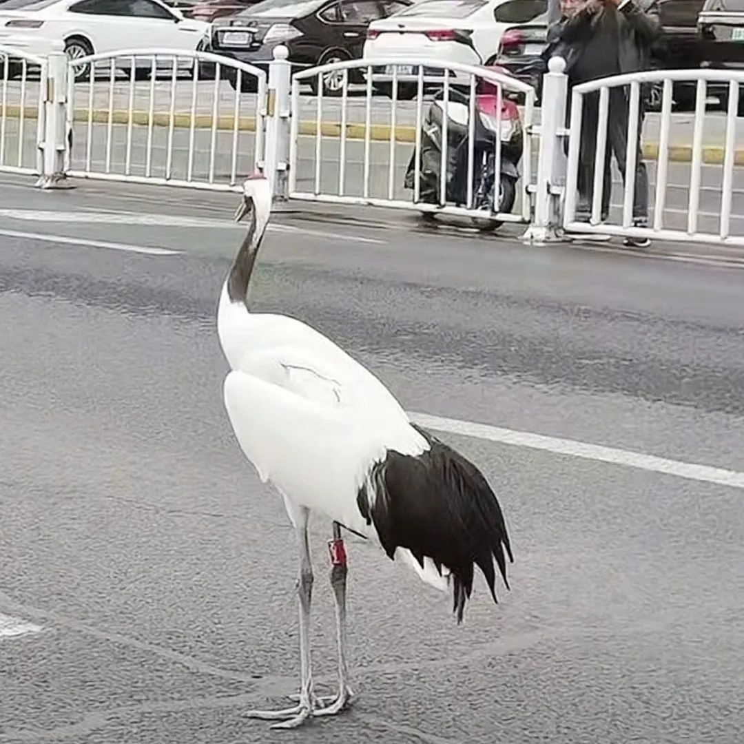 盐城市区惊现5只丹顶鹤！它们为何不惧人类，悠然漫步街头？  第3张