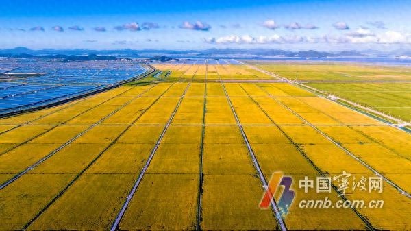 宁波连续七年乡村振兴优秀！神农鼎·银鼎花落谁家？