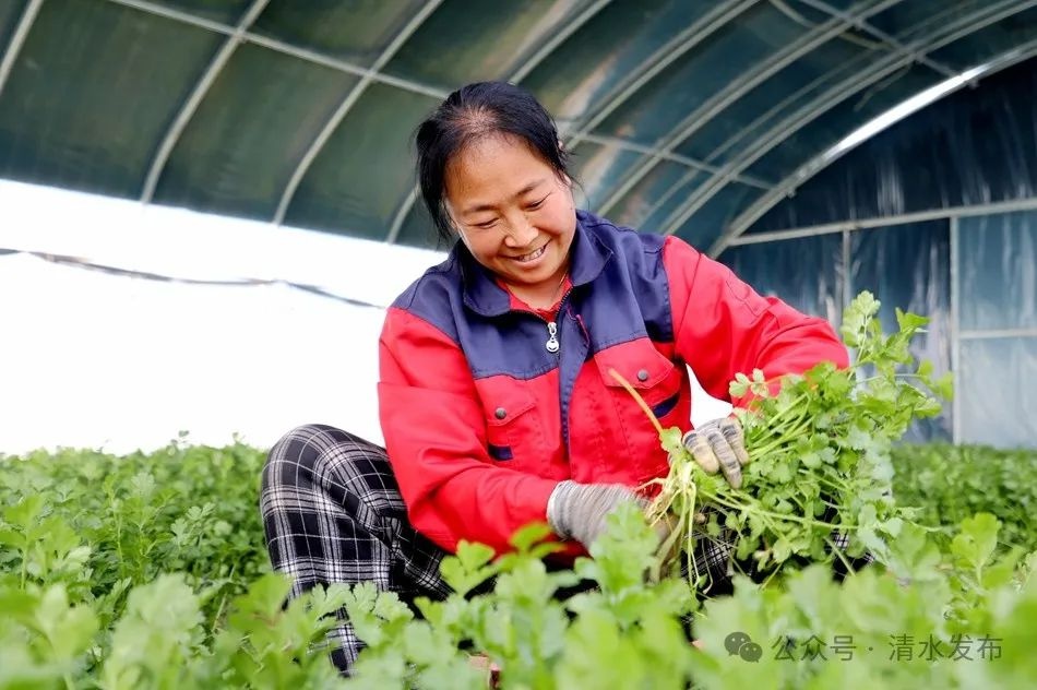清水县一季度经济跑出加速度！这些重大项目为何能实现‘开门红’？  第4张