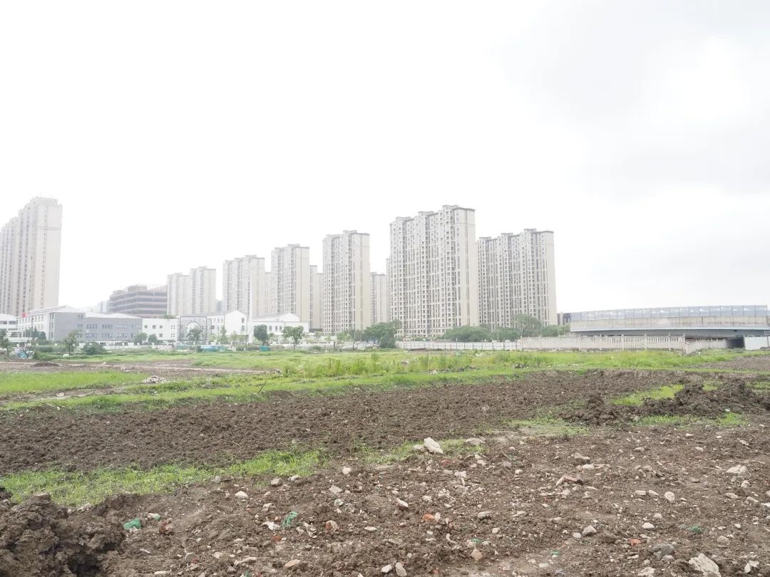 5.4公里长、5000亩面积的洪家场浦心海绿廊项目要搞啥大动作？  第2张