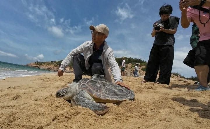 5月23日第26个世界海龟日！200只海龟回归大海，超65万只已放流？