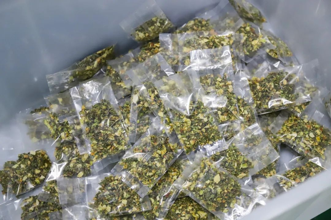贵子苦瓜丰收季！鲜果交易忙，加工车间马力全开，产量惊人？  第3张