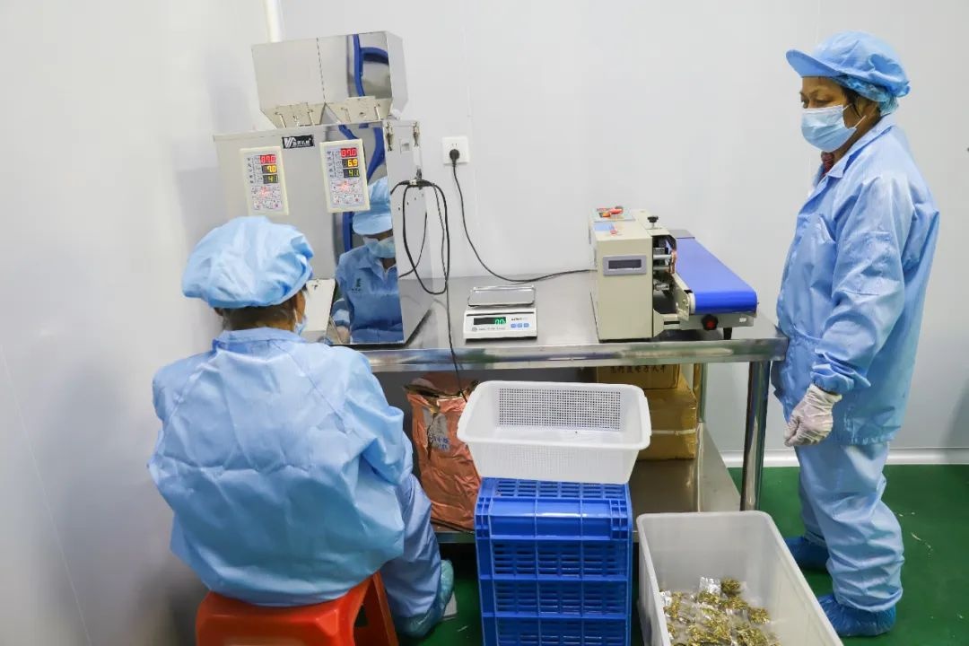 贵子苦瓜丰收季！鲜果交易忙，加工车间马力全开，产量惊人？  第5张