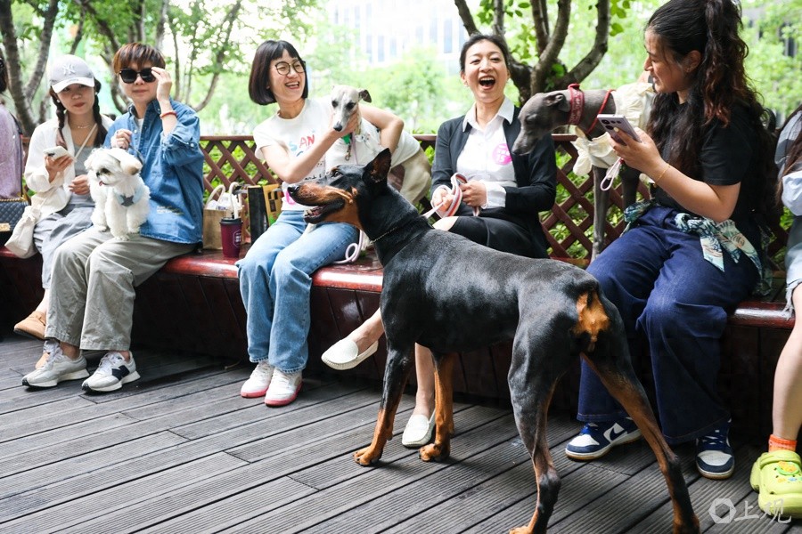 5月24日虹桥南丰城毛孩子风野大会，萌宠盛宴等你来？