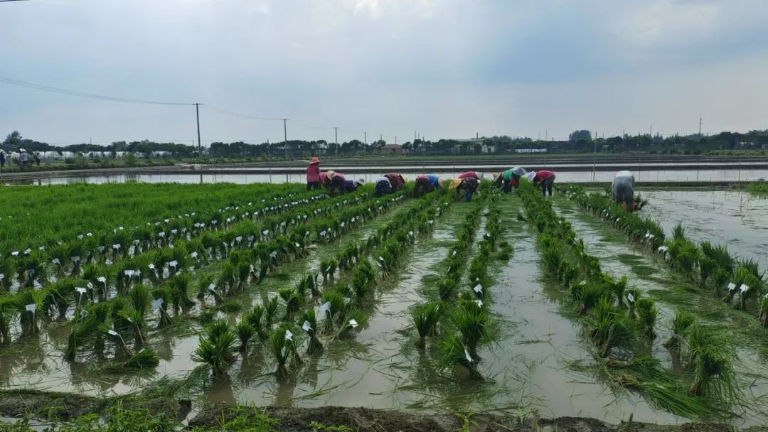 水稻也能百毒不侵？揭秘植物免疫系统的神奇力量  第2张