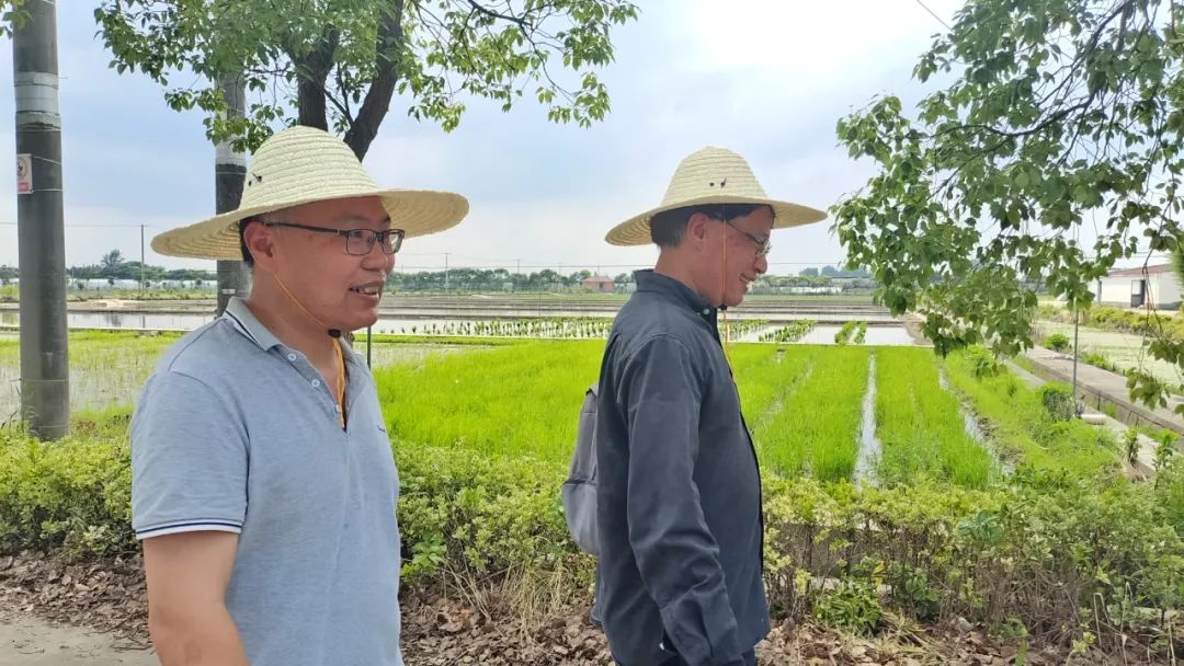 水稻也能百毒不侵？揭秘植物免疫系统的神奇力量  第3张