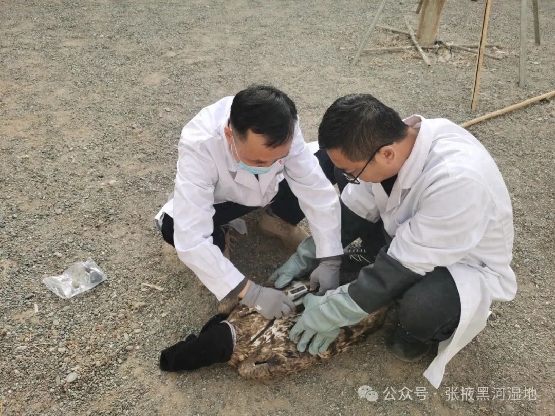 白尾海雕的隐秘生活即将揭开！卫星跟踪器能带来怎样的惊人发现？