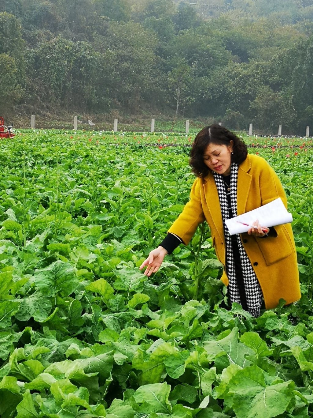 22年坚守油菜育种一线，李浩杰的传奇故事你了解多少？