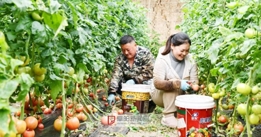 你想尝到小时候的味道吗？颍上县硬粉番茄等你来品