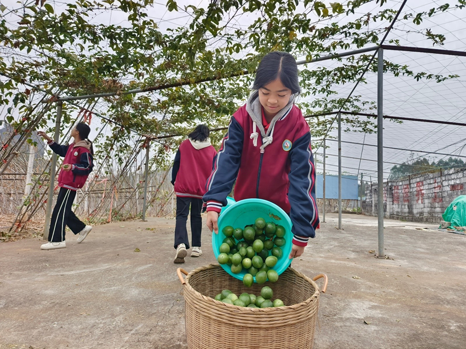 广西贵港覃塘区：劳动教育如何让学生全面发展？揭秘‘五个一’特色模式