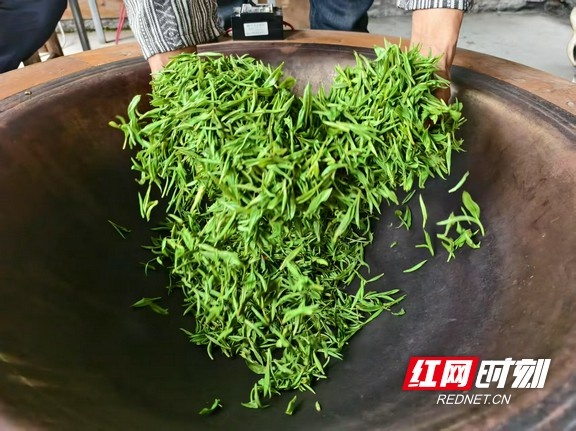 你可知湘西黄金茶的千年秘密？探秘格纳拢古茶树园的珍贵宝藏  第2张