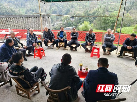 你可知湘西黄金茶的千年秘密？探秘格纳拢古茶树园的珍贵宝藏  第3张