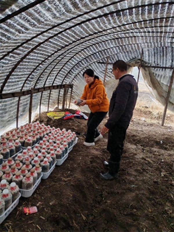 你知道吗？水稻+羊肚菌轮作竟让农田年产值飙升15倍