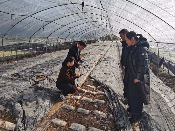 你知道吗？水稻+羊肚菌轮作竟让农田年产值飙升15倍  第2张