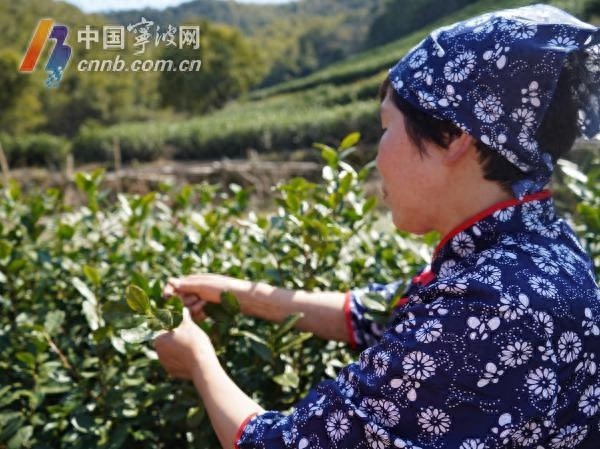 宁波气温飙升至32℃后骤降至14℃！冷空气来袭，你准备好了吗？