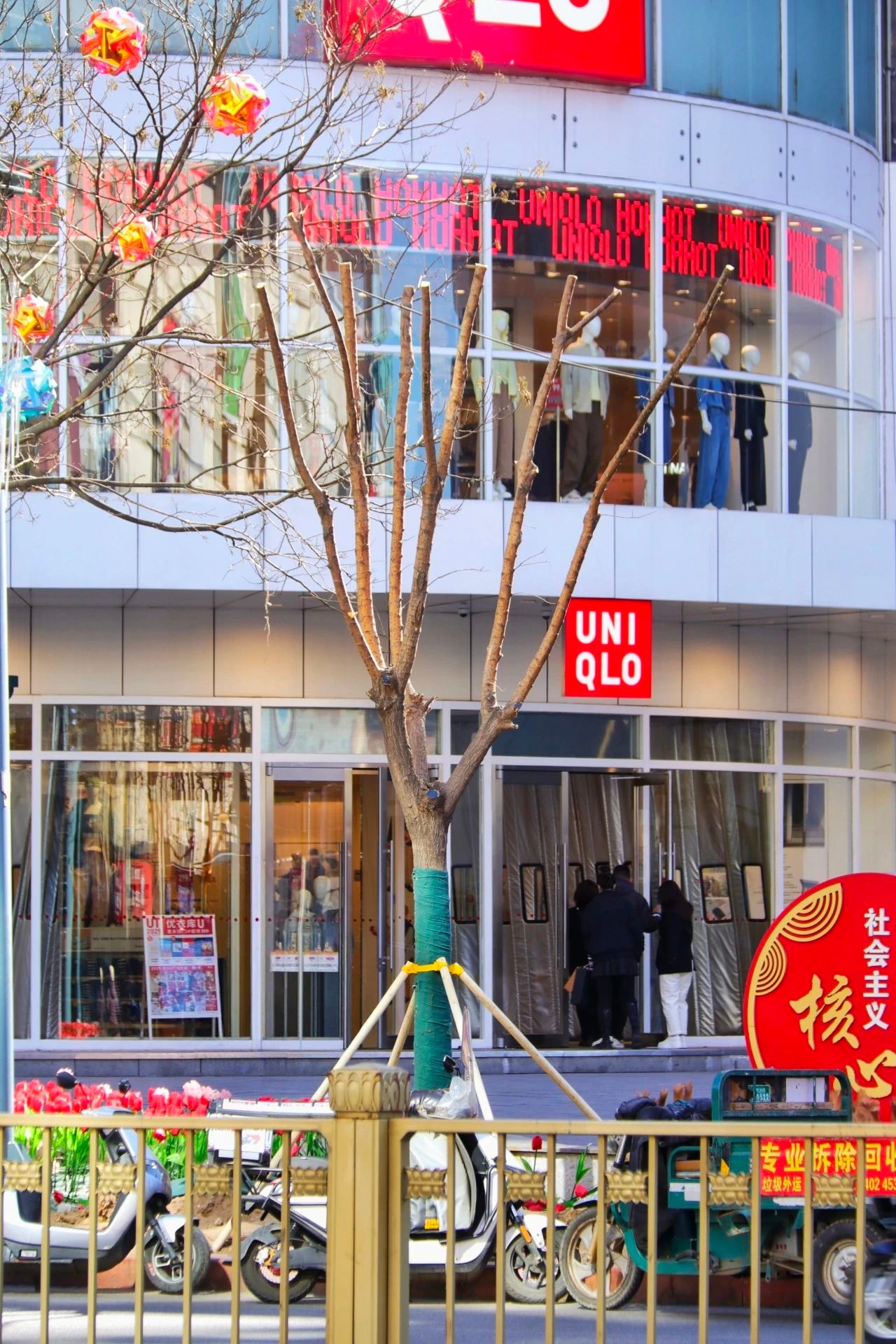 回民区中山西路绿色升级！86株国槐如何变身城市绿色卫士？  第2张