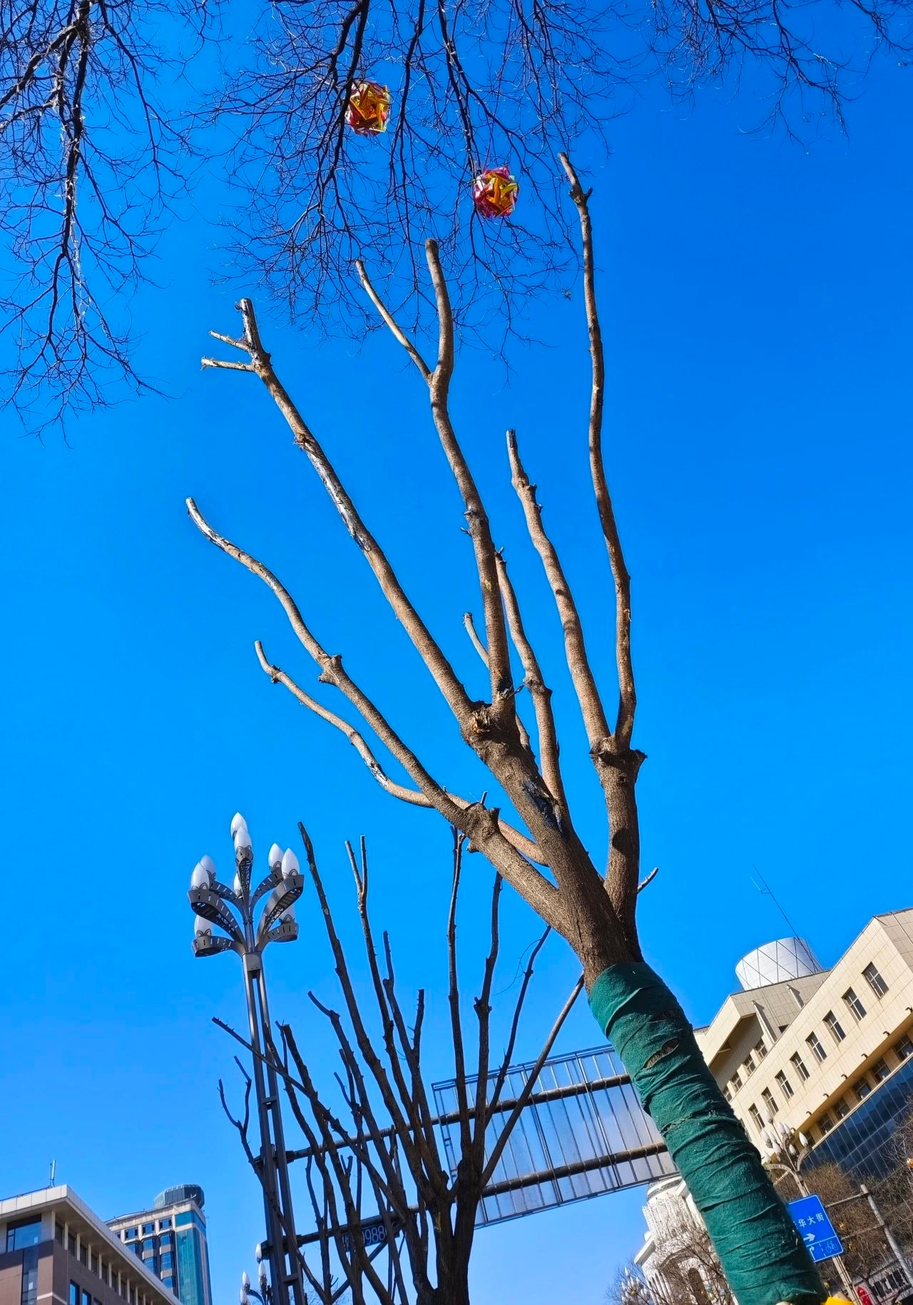 回民区中山西路绿色升级！86株国槐如何变身城市绿色卫士？  第3张