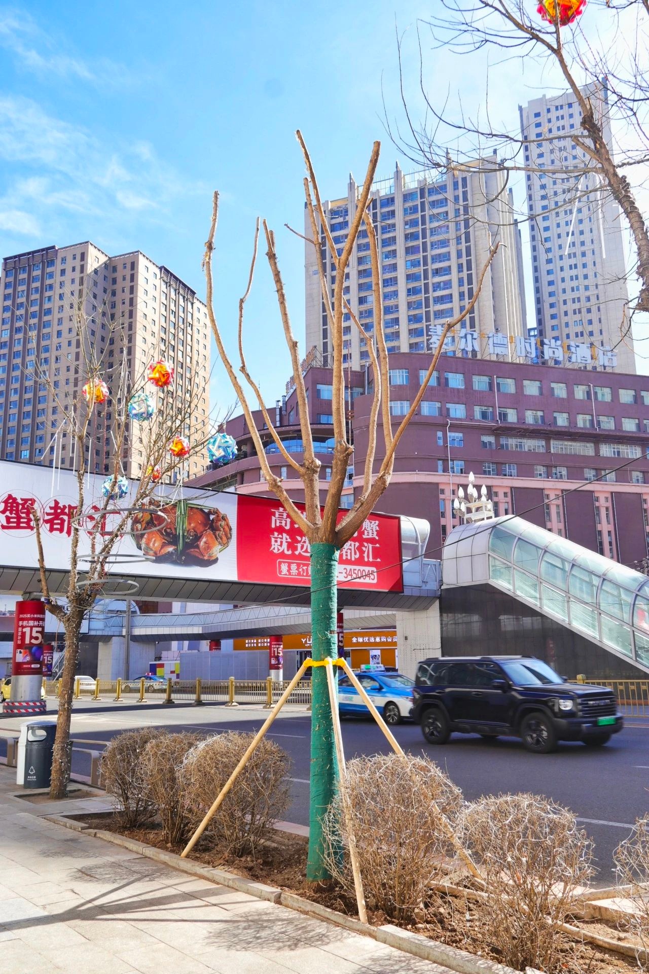回民区中山西路绿色升级！86株国槐如何变身城市绿色卫士？  第4张