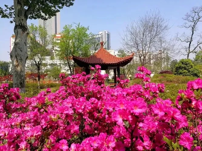 2025年武汉杜鹃花何时盛开？花期预测大揭秘  第4张