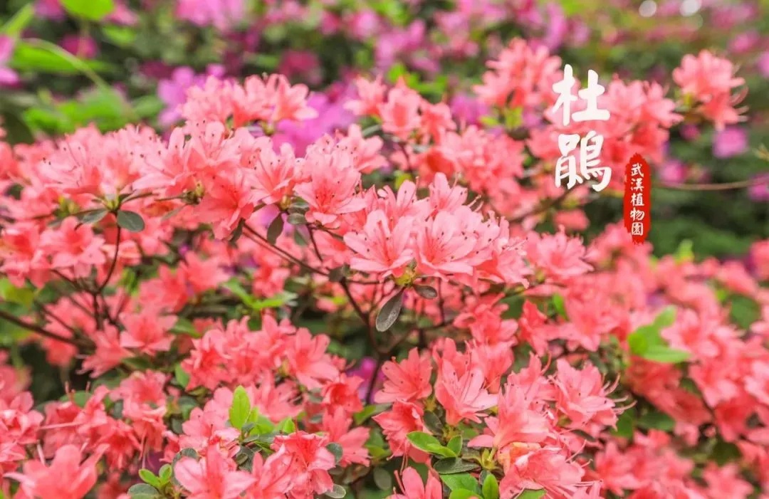 2025年武汉杜鹃花何时盛开？花期预测大揭秘  第6张