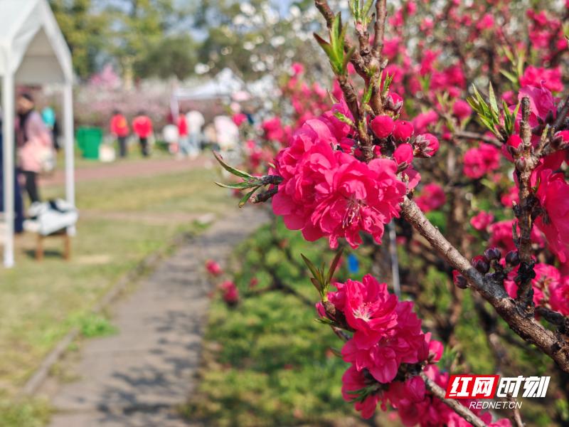 春游好时光，常德天气大变脸！你准备好应对这场‘戏精’天气了吗？  第2张